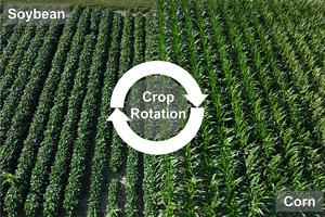 Crop Rotation