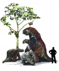 Sloth Family Tree