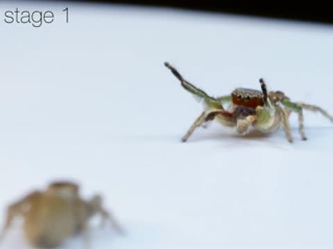 <i>Habronattus pyrrithrix</i> Courtship