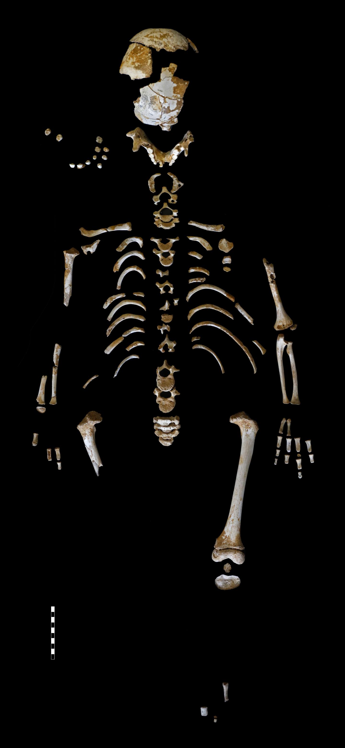 Neandertal Skeleton Reveals the Growth Pattern of Our Extinct Cousins