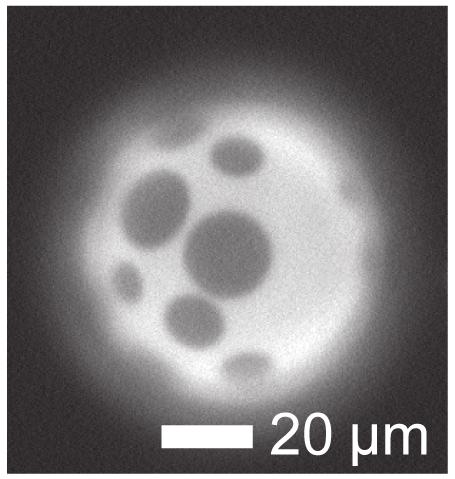 Phase Separation in Synthetic Membrane