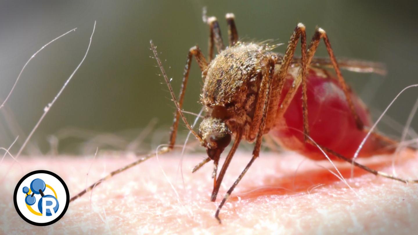Zika, Mosquitoes and How to Not Get Bitten
