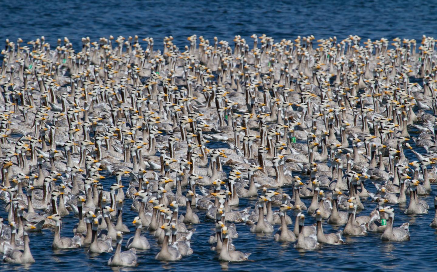 Geese Use 'Roller Coaster' Strategy to Fly Over Himalayas (10 of 12)