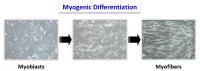Myoblast Differentiation