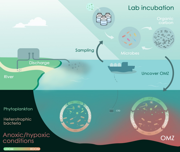 The interactions between microorganisms and dissolved organic matter in hypoxic environment