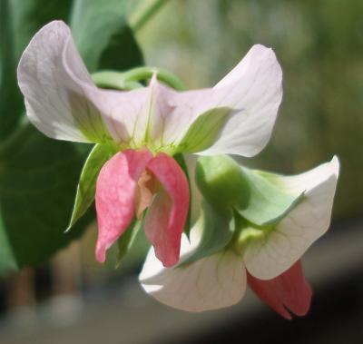 Pea Flowers
