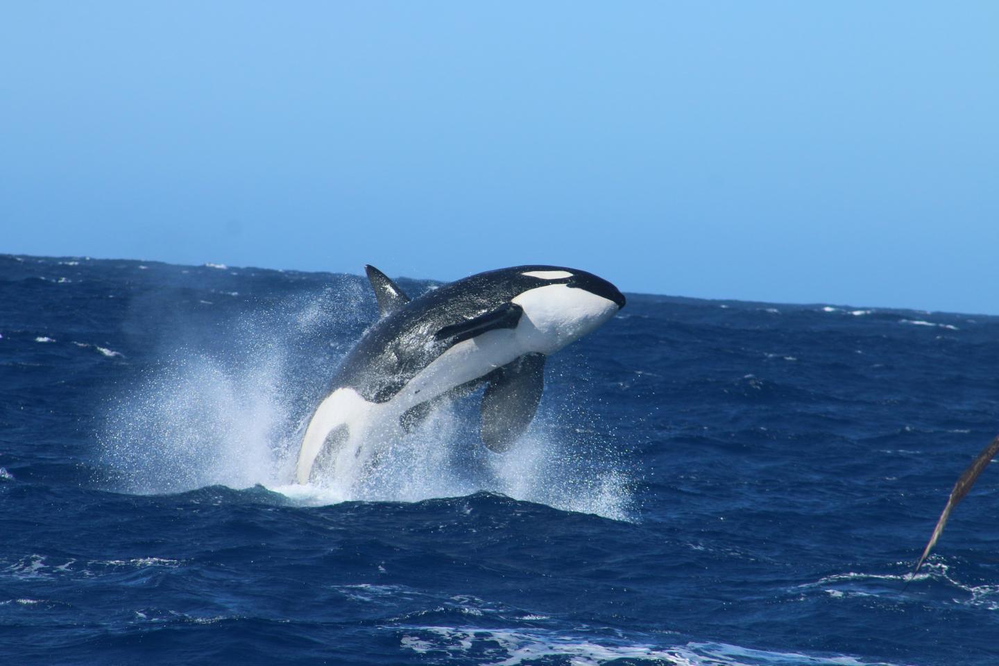 Bremer Bay killer whale breaching