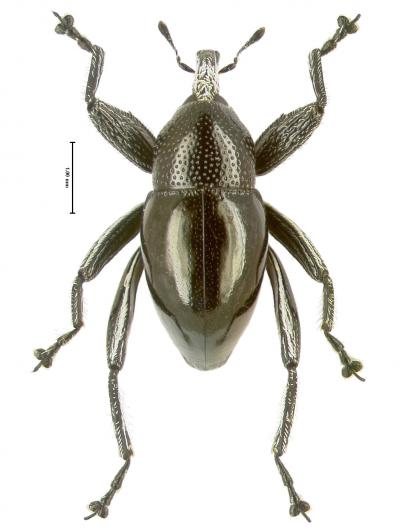 <i>Trigonopterus moreaorum</i>