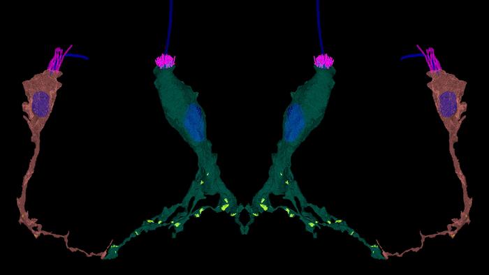 3D reconstruction of sea anemone neurons