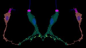 3D reconstruction of sea anemone neurons