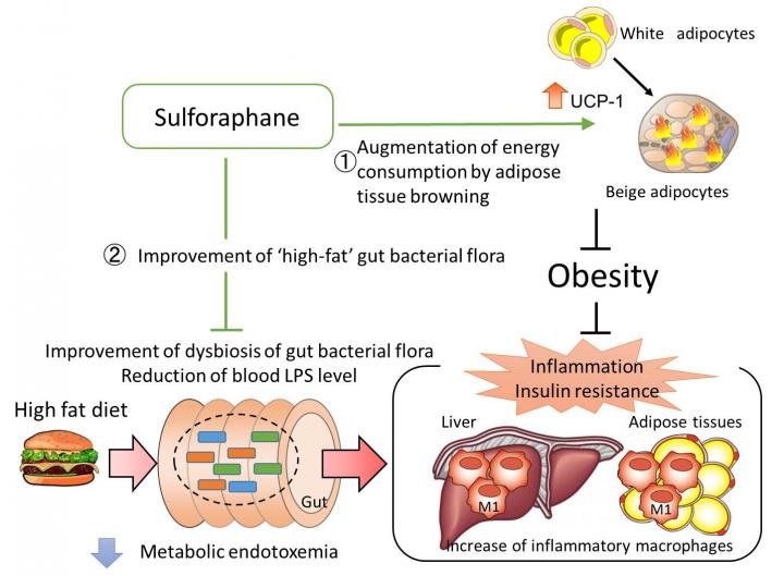 New Functions of Sulforaphane Uncovered by the Current Study