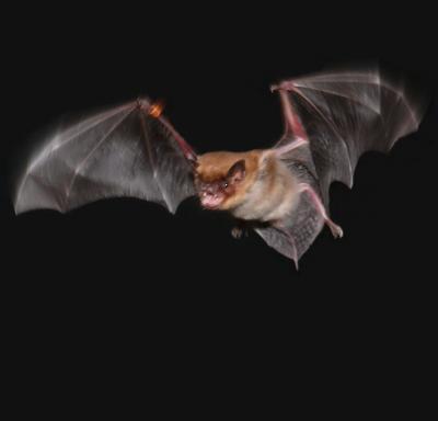 Big Brown Bat in Flight