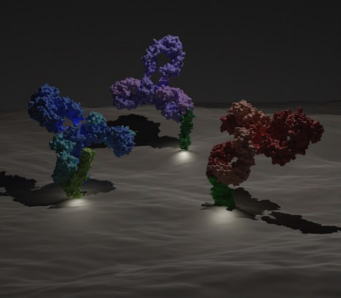 Illustration of antibodies binding receptors and stimulating them.