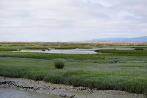 Restored tidal marsh around San Francisco Bay