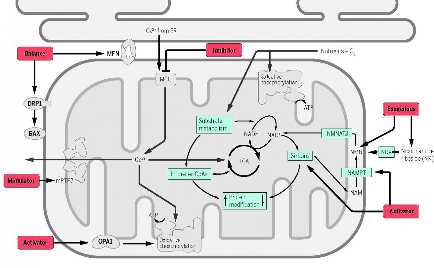 Therapeutic Targets in Mitochondrial Diseases (1 of 1)