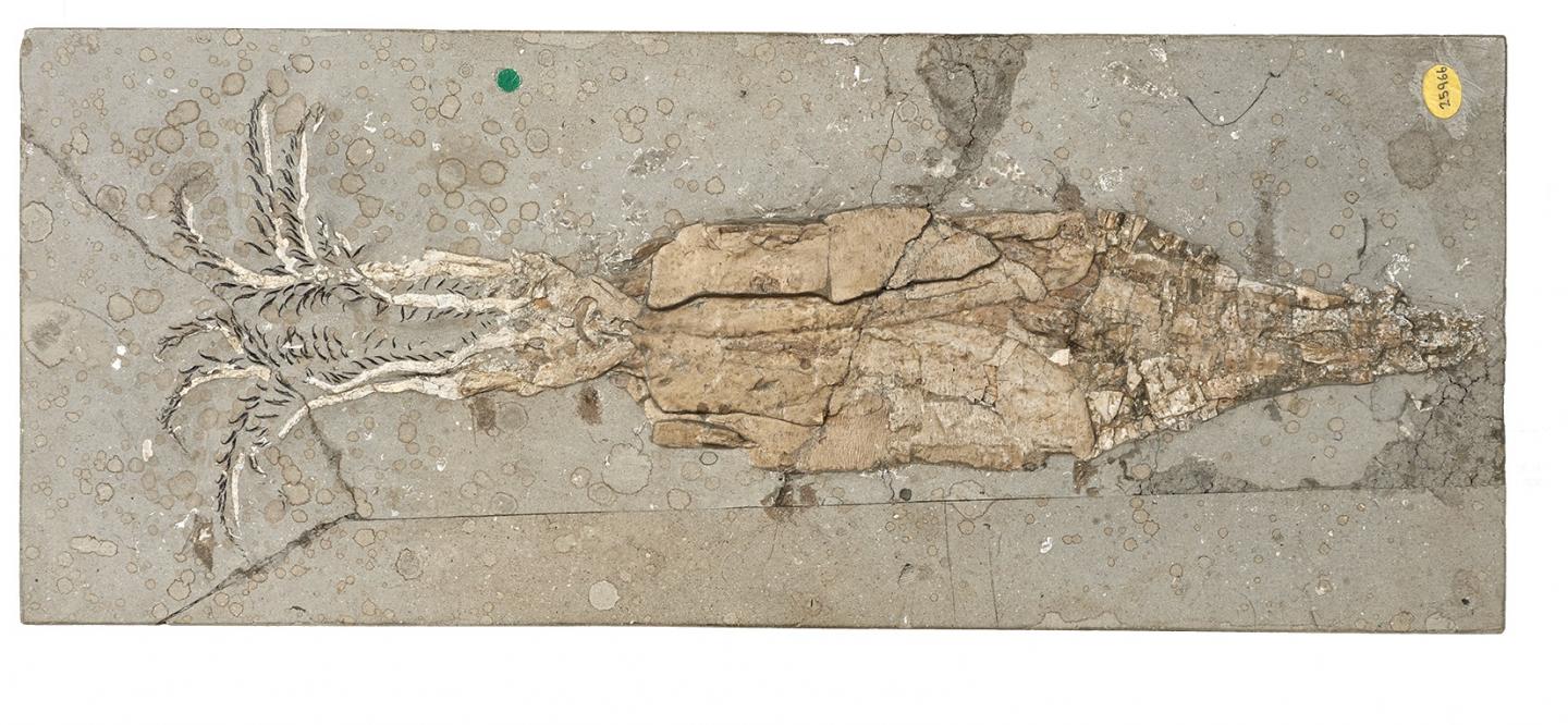 <em>Belemnoteuthis antiquus</em> NHM OR25966
