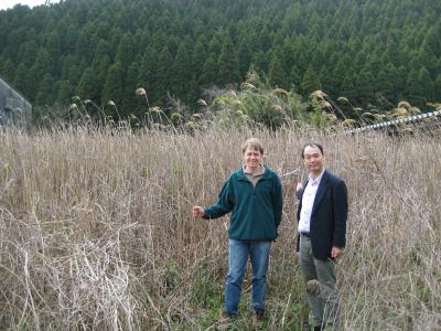 New <I>Miscanthus</I> Hybrid Discovery in Japan
