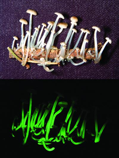 <I>Mycena luxaeterna</I> (Light Eternal)