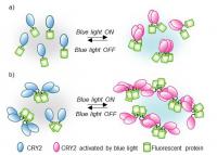 Schematics of the CRY2PHR Clustering Mechanism Triggered by Blue Light