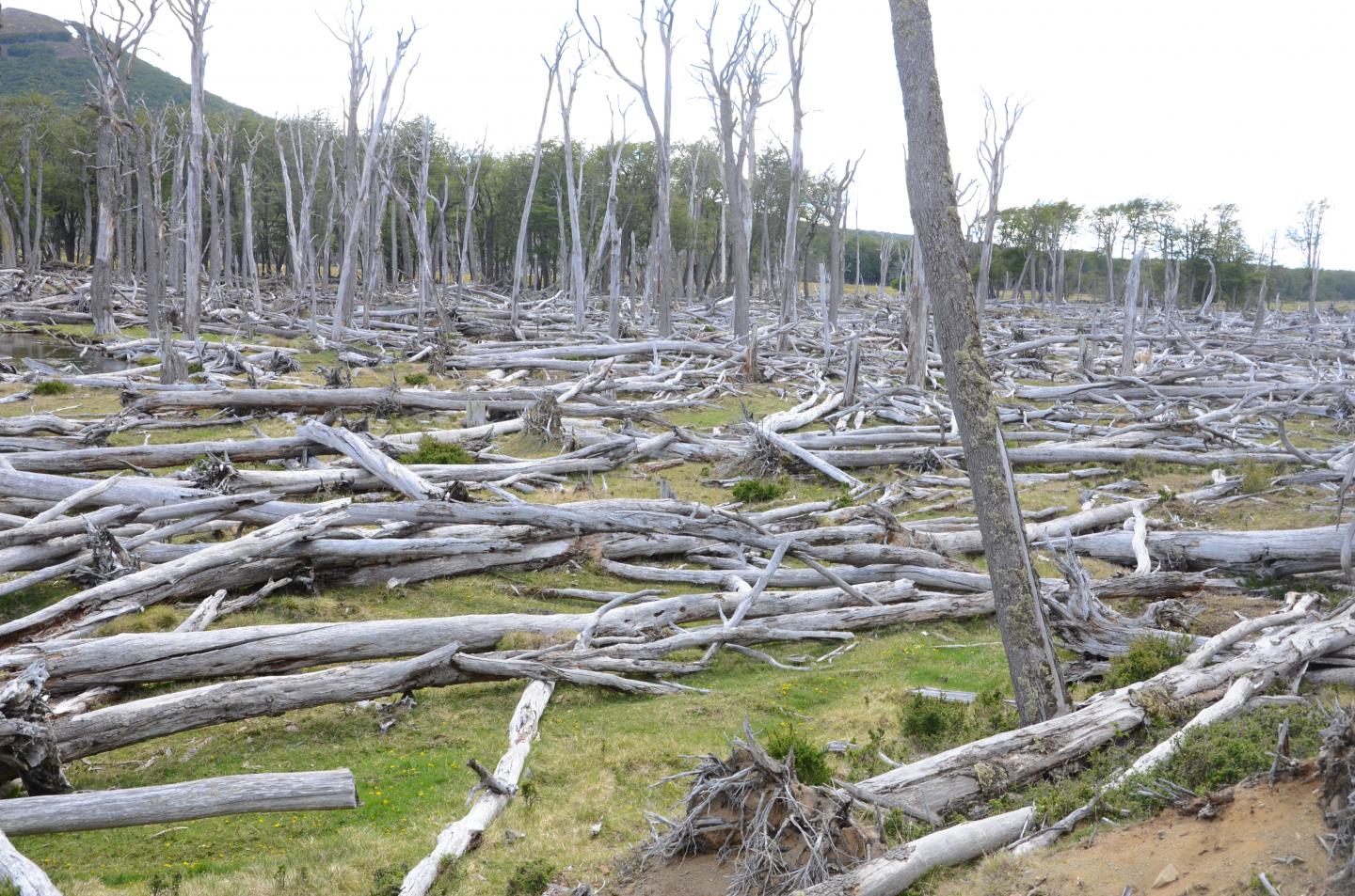 Beaver-Damaged Forest, Tierra del Fuego