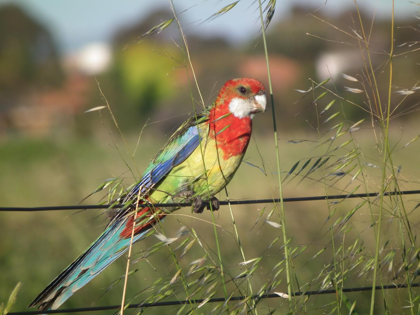 Eastern Rosella 