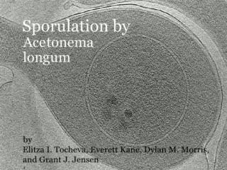 The Sporulation Process in <i>A. Longum</i>