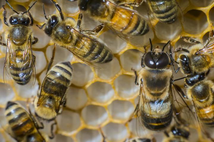 Bees at Roberson Farm