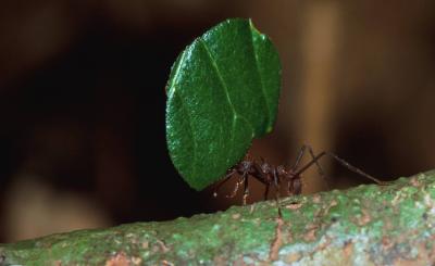 Leaf Cutter Ant