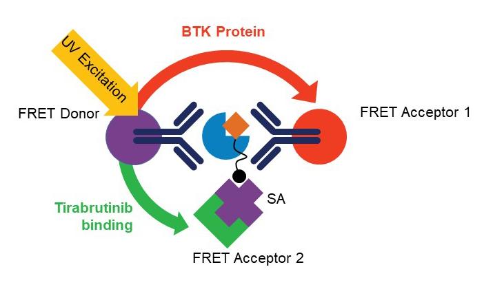 Homogeneous BTK Occupancy Assay