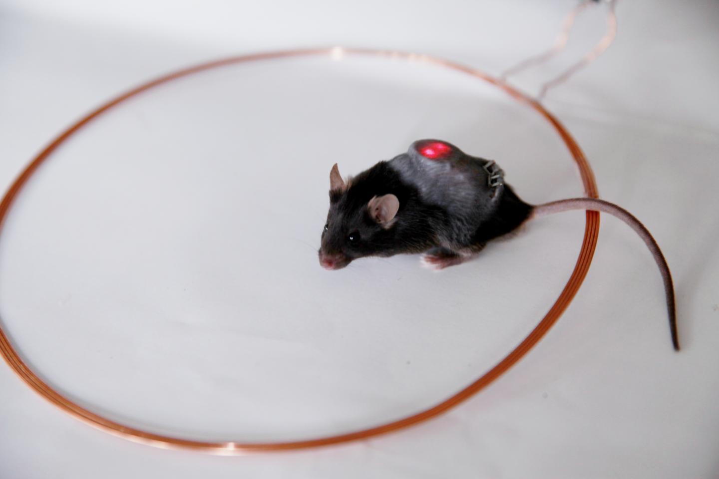 Smartphone-Controlled Cells Help Keep Diabete | EurekAlert!