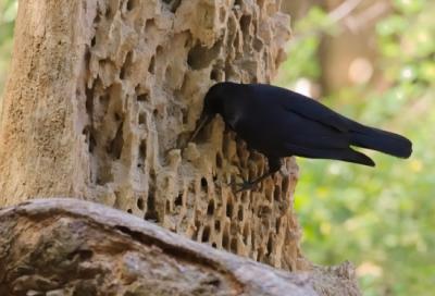 New Caledonian Crow (1 of 2)