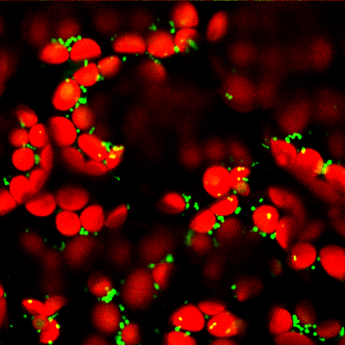 Microscopic image of mitochondria (green) and chloroplasts (red) in mesophyll cells