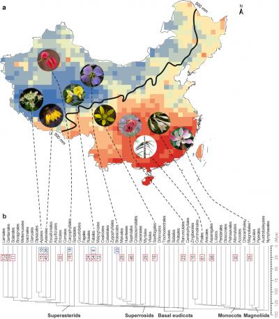 Spatio-temporal Divergence Patterns of the Chinese Angiosperm flora