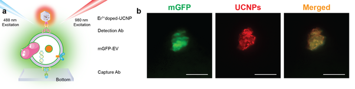 Figure 2. Co-localization of the EpCAM-mGFP EVs specifically labelled by UCNPs.