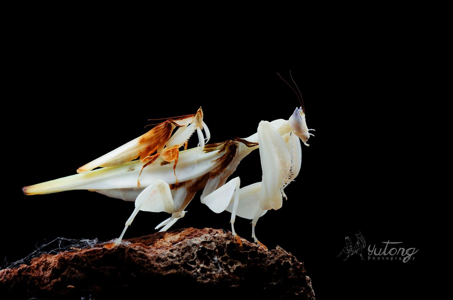 <em>Hymenopus coronatus</em> Male and Female Mating