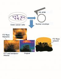 Observation of Live Nuclear Envelope from Colon Cancer Cells by HS-AFM