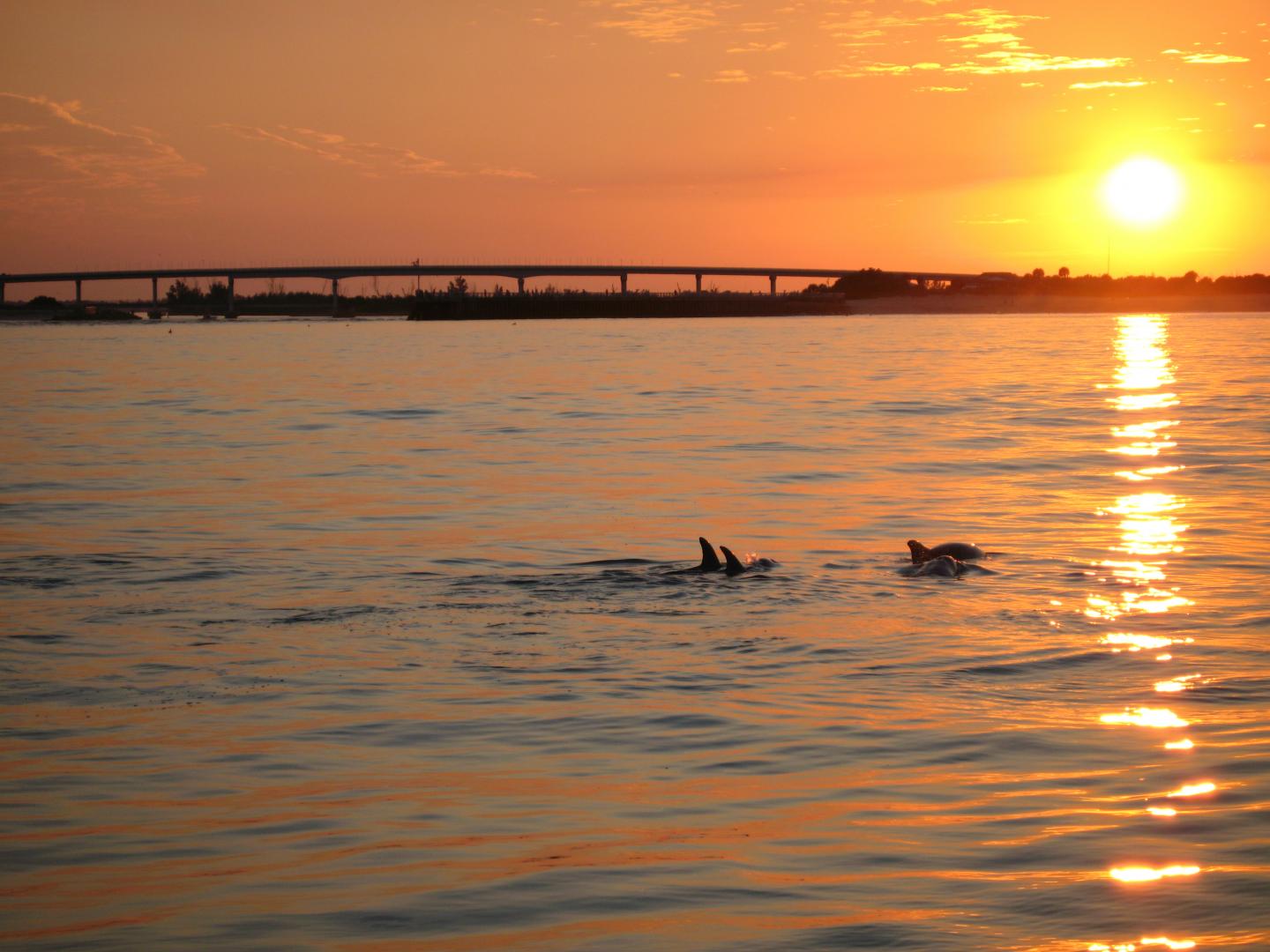 Dolphins at Sunset along the Indian River Lagoon