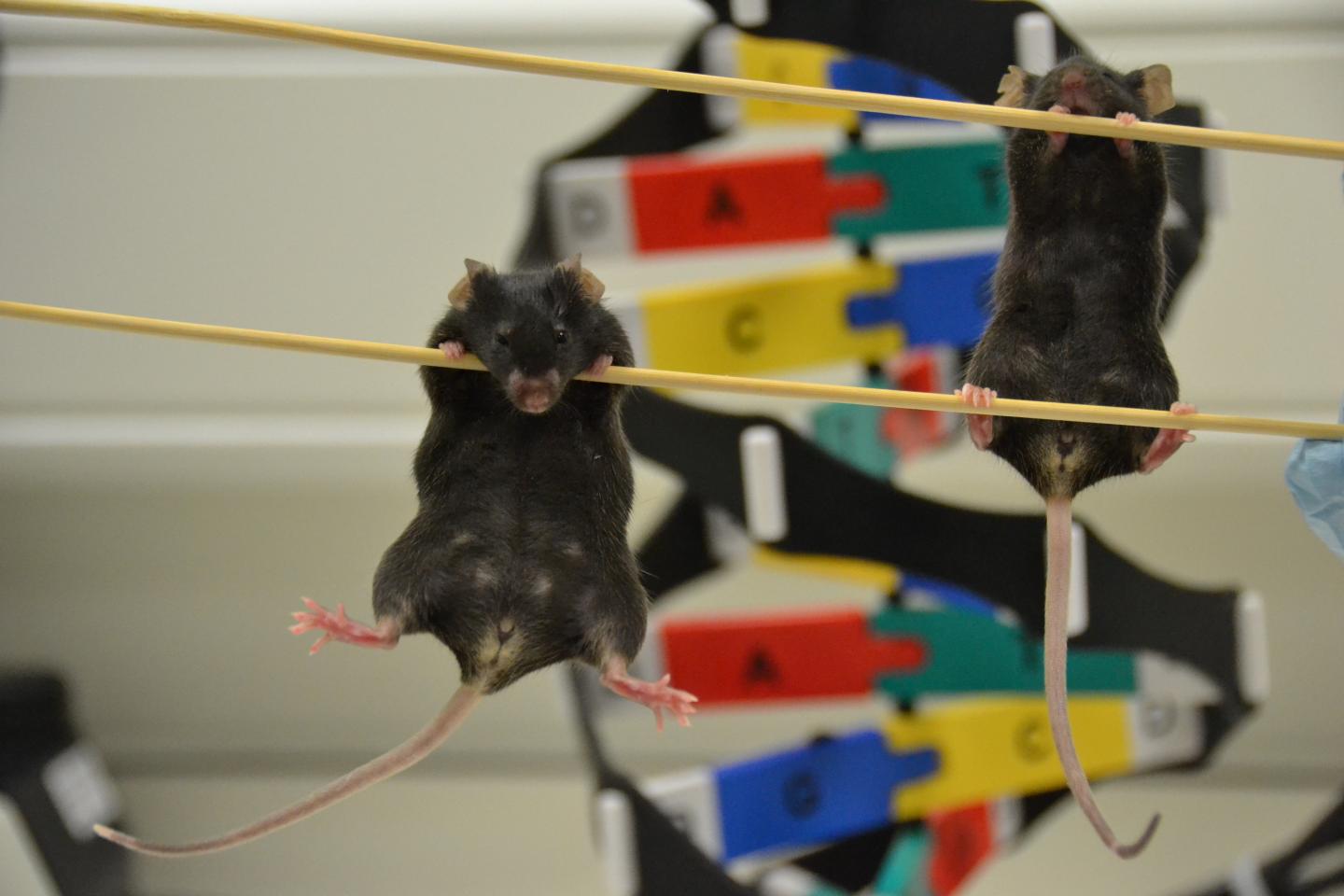 Sex-reversed and Female Mouse