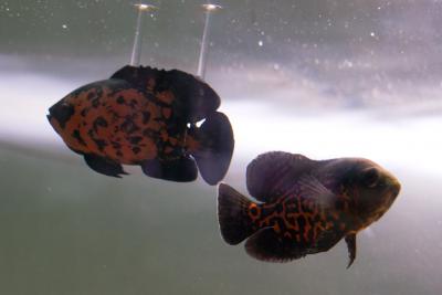 Robot and Oscar: Equally Scary