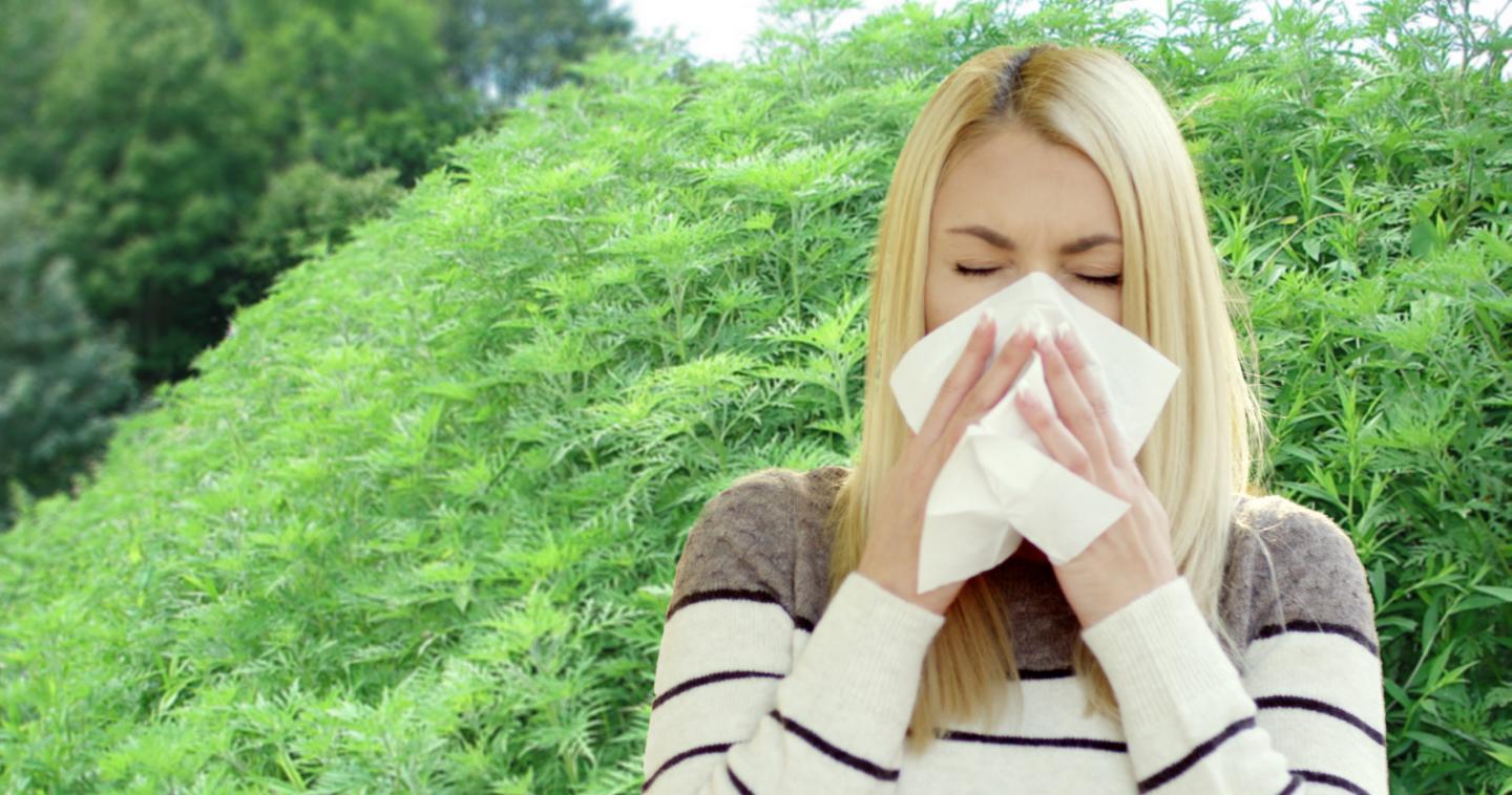 Woman Sneezes from Ragweed Pollen