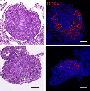 Study Reveals How the Ovarian Reserve is Established