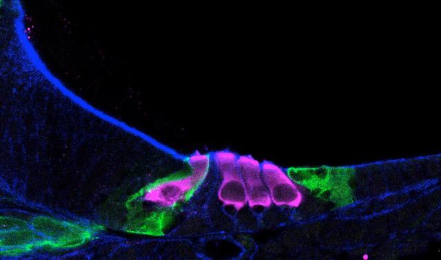 Image of How Sensory Hair Cells Develop in Newborn Mouse Cochlea