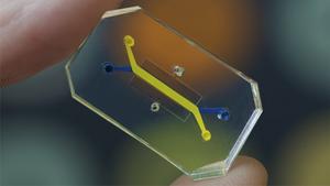 Image of a microfluidic Organ Chip device