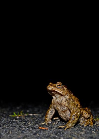 Seven Habits of Highly Effective Toads (1 of 5)