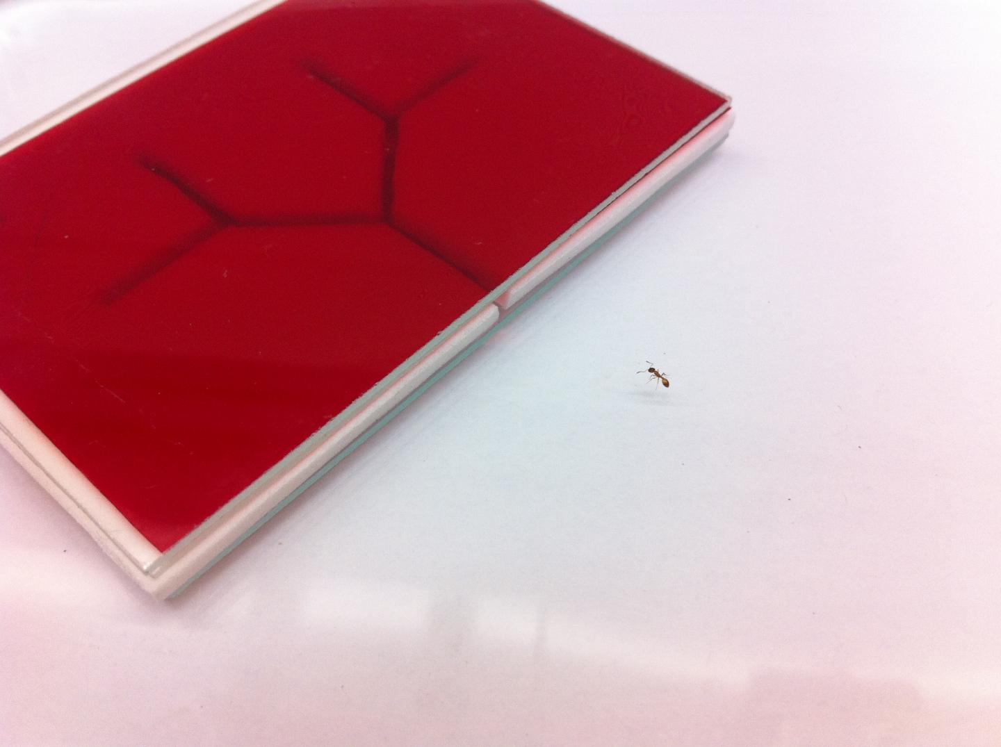 An Exploring Ant Encounters an Unknown Branching Nest Site