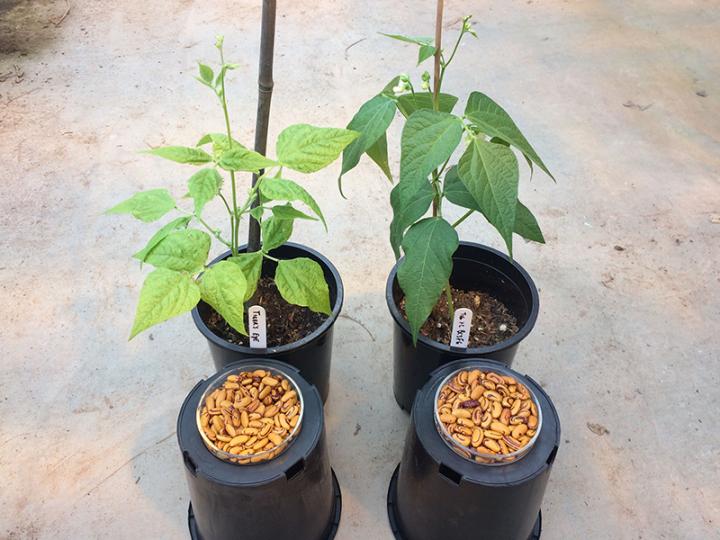 Heirloom vs. Improved Dry Bean