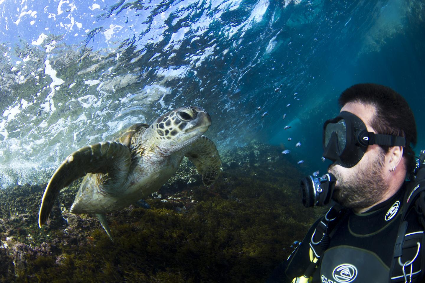 Turtle and Diver