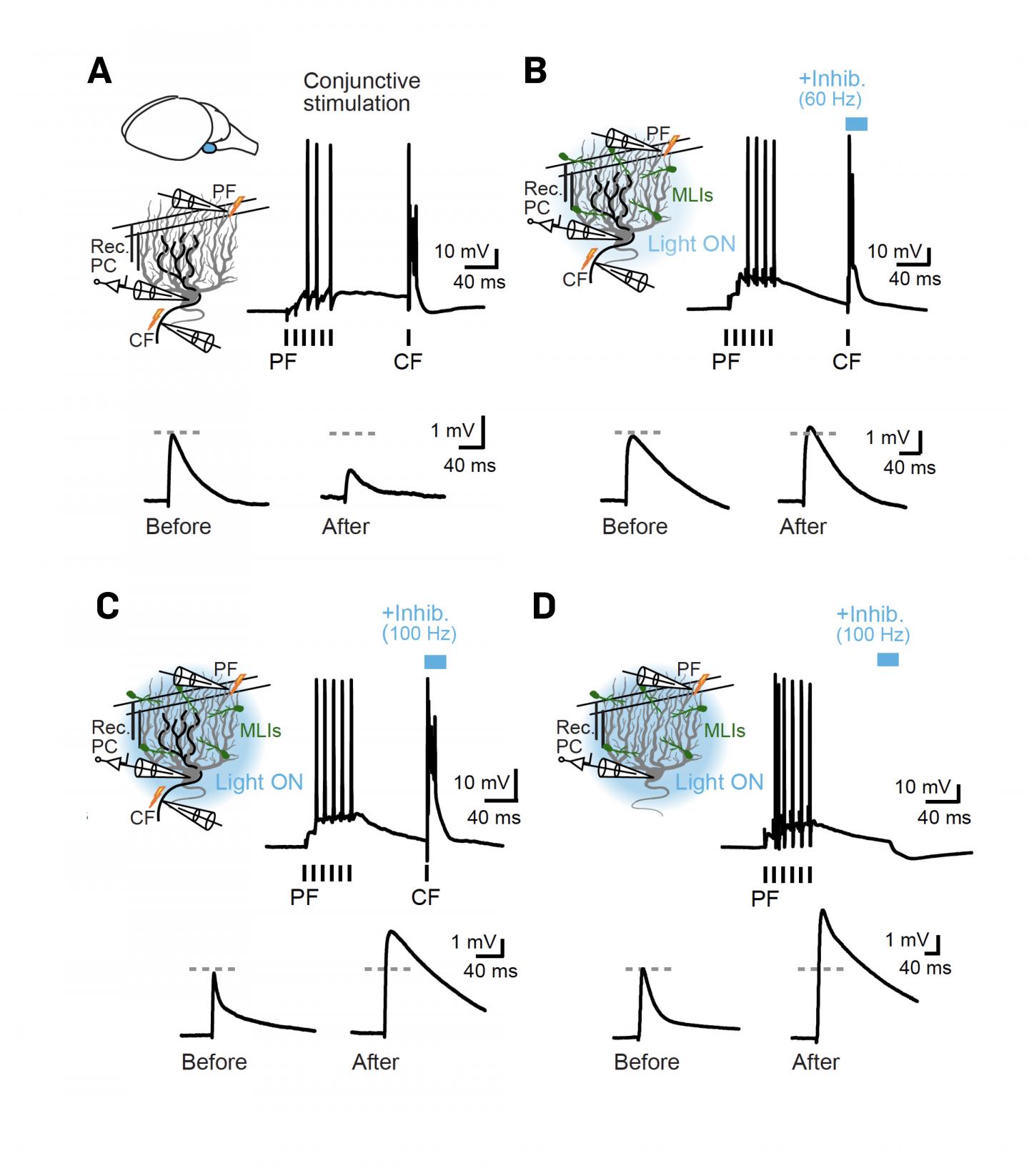 Control Of Synaptic Plasticity by Molecular Layer Interneurons