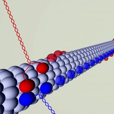 2 Kinesin Motors Moving along a Microtubule
