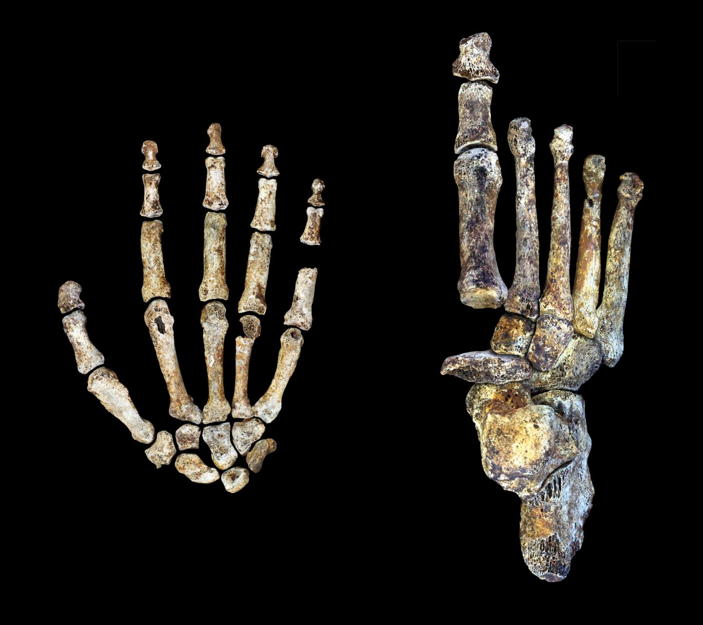 <i>Homo naledi</i> Hand and Foot